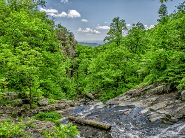 Vue d'un torrent et d'une forêt en montagne